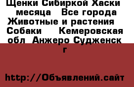 Щенки Сибиркой Хаски 2 месяца - Все города Животные и растения » Собаки   . Кемеровская обл.,Анжеро-Судженск г.